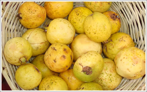 guayabas - frutas amarillas y silvestres de huanuco.