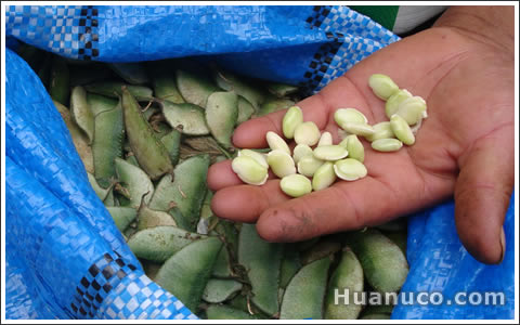 lentrejas desgranadas y en cascara