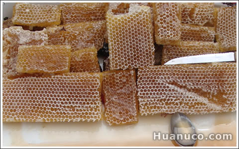 Panal de miel y venta de miel