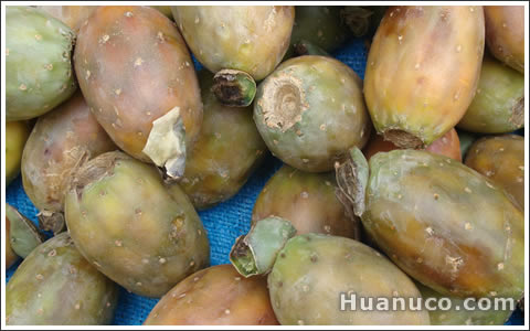 tunas - frutas de tuna